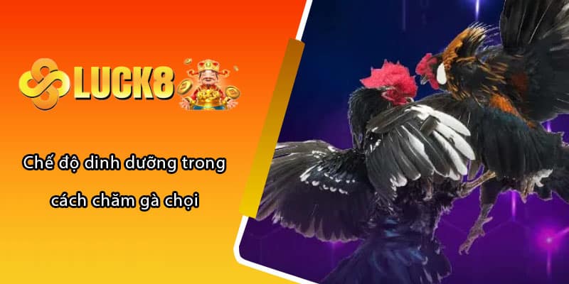 Chế độ dinh dưỡng trong cách chăm gà chọi