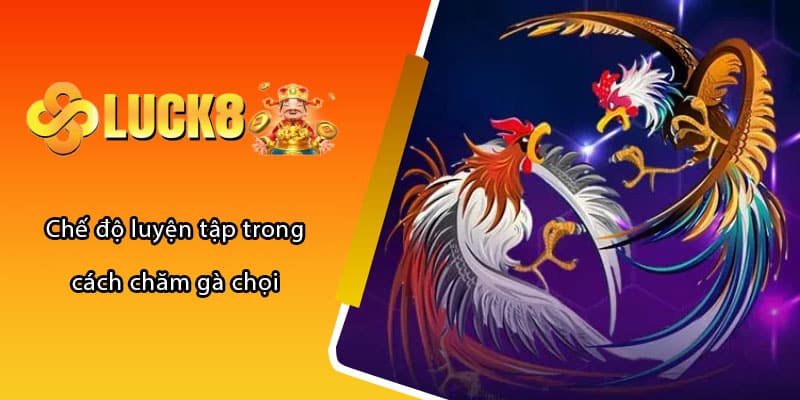 Chế độ luyện tập trong cách chăm gà chọi