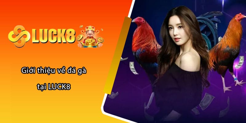 Giới thiệu về đá gà tại LUCK8