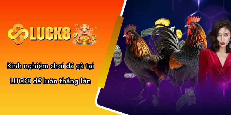 Kinh nghiệm chơi đá gà tại LUCK8 để luôn thắng lớn